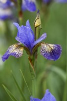Iris siberica 'Banish Misfortune'