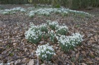 Galanthus in woodland