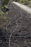 Irrigation hoses on border