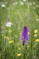 Orchids in the meadow at Am Brook Meadow in Devon in June