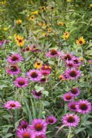 Echinacea purpurea 'Fatal Attraction' with Heliopsis helianthoides var. scabra 'Summer Nights' in August.
