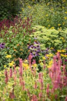 Colourful border including Patrinia aff. punctiflora and herbaceous perennials including persicarias, rudbeckias and echinaceas in August.