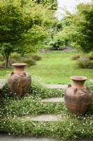 Terracotta urns surrounded by Erigeron karvinskianus in August