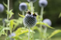 Echinops ritro 'Veitch's Blue' and bees - globe thistle -August