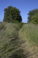 Footpath through wild grasses. Summer. Kent. 