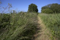 Footpath through wild grasses. Summer. Kent. 
