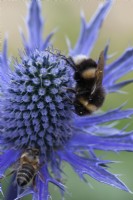 Bumble Bee feeding on Eryngium 'Big Blue' Sea Holly 'Big Blue