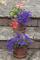  Colourful summer potted planting  - Lobellia 'Crystal Palace' Geranium 'Hot N Spicy Mixed'
