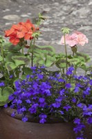 Colourful summer potted planting  - Lobellia 'Crystal Palace' Geranium 'Hot N Spicy Mixed'