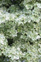 Acer platanoides 'Drummondii' Norway maple 'Drummondii'