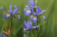 Iris siberica 'Wealden Carousel'