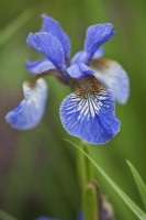Iris siberica 'Tropic Night'