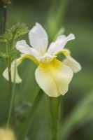 Iris siberica 'Butter and Sugar'
