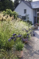 Gravel garden at Highfield Farm in August with pots of agapanthus and clouds of  Scabiosa columbaria subsp. ochroleuca.