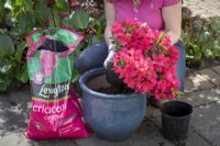 Planting an azalea in a pot using ericaceous compost