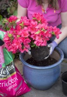 Planting an azalea in a pot using ericaceous compost