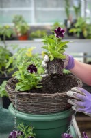 Planting up a hanging basket with petunias