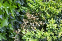 Dead foliage on common box - Buxus sempervirens