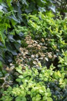 Dead foliage on common box - Buxus sempervirens
