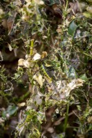 Caterpillar damage on common box - Buxus sempervirens
