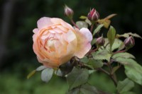Rosa 'Lady Emma Hamilton' - rose - July