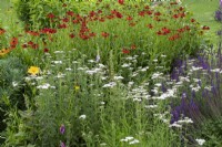Border with Achillea 'Moonshine', Helenium 'Moorheim Beauty' and Salvia nemerosa 'Caradonna' - July