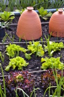 Raised bed with lettuces and onion.