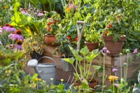 Organic garden with raised beds, pot growing tomatoes, courgette and herbs and garden tools.