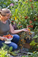 Woman harvesting tomatoes 'Tumbling Tom' from hanging pot.