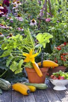 Potted Courgette 'Atena Polka F1' and harvest.