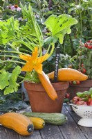 Potted Courgette 'Atena Polka F1'.