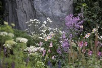 Astrantia major 'Star of Billion', Thalictrum 'Hewitts Double', Achillea millefolium and Anemone x hybrida. Planted by rock face.
