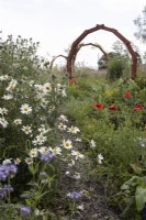 A series of moon-gates have been made from old pallets within cottage garden style planting of poppies and ox-eye daisies. Derrydown, an NGS garden July. Summer. 