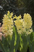 Hyacinth Gypsy Queen and Yellow Queen