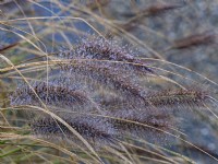 Pennisetum alopecuroides - Fountain grass with dew drops on the flower heads winter January