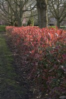 Garden hedge of Photinia 'Red Robin'