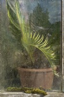 Young potted Cycas revoluta through old greenhouse window