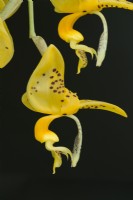 Stanhopea jenischiana. Close up of scented orchid flowers in July