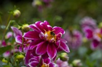 A bumblebee on a magenta collarette Dahlia
