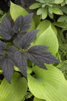 Foliage texture, colour and shape combinations. Actaea and hosta leaf.