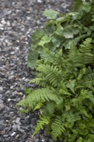 Foliage interest border. Detail with fern, Alchemilla mollis, Trifolium pratense and coarse gravel.