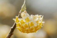 Edgworthia chrysantha 