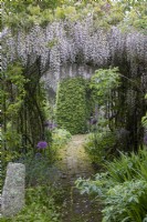 Pergola covered with Wisteria floribunda, brick path beneath and Allium aflatunense underplanted
