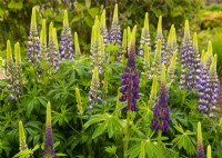 Lupinus 'Masterpiece' and Lupinus 'Blacksmith' in a border at Kew Gardens