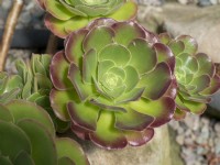 Aeonium holochrysum 'Blushing Beauty'