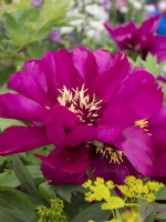Paeonia intersectional 'Morning Lilac'