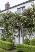 Rosa 'Buff Beauty' grows around the door of an ancient cottage, Box hedging and topiary spheres beneath