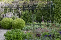 Box topiary balls planted alongside pergola covered with Wisteria floribunda