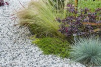 Design detail of planting beside gravel path in summer. Stipa tenuissima. Loropetalum chinensis Fire Dance - Chinese Witch Hazel, Festuca glauca, Stipa tenuissima - Mexican feathergrass -July