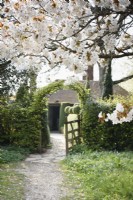 Prunus 'Tai-haku', the great white cherry, frames the entrance to the garden at Balmoral Cottage, Kent in April.